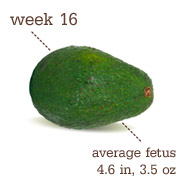 week 16 pregnancy size